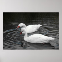 Toile - paire de cygne de Coscorba Posters