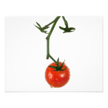 Tomate de vigne bristol