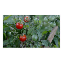 Tomates croissantes dans un jardin cartes de visite professionnelles