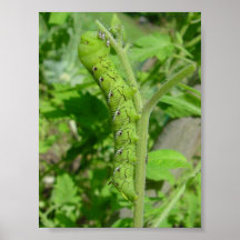 tomatobug posters