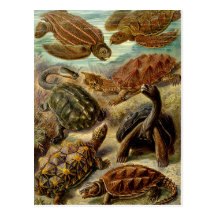 Tortue (Chelonia) par la carte postale de Haeckel