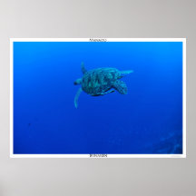 Tortue dans Manado Affiches