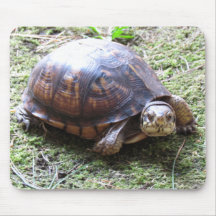 Tortue de boîte - chemin moussu tapis de souris
