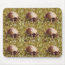Tortue de boîte mangeant le ver tapis de souris