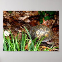 Tortue de boîte orientale affiche