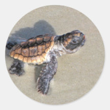 Tortue de mer de bébé, juste hachée adhésifs