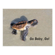 Tortue de mer de bébé, juste hachée carte postale
