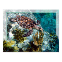 Tortue de mer de Hawksbill, Îles Vierges américain Cartes Postales