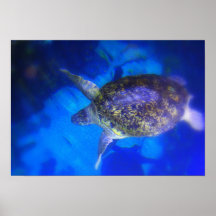 tortue de mer affiche