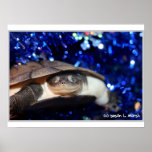 Tortue de Sideneck regardant la visionneuse sur la Poster
