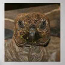 Tortue du Myrte Affiche