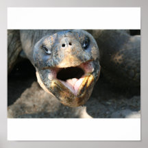 Tortue Posters
