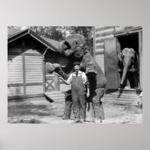 Tour futé d'éléphant, les années 10 affiche
