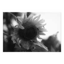 Tournesol 00 impressions photo