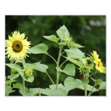 Tournesol 10 x 8 lumineux épreuve photographique