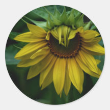 Tournesol Adhésif