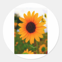 Tournesol Adhésifs
