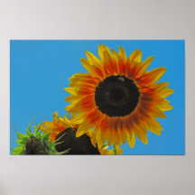 Tournesol Affiche