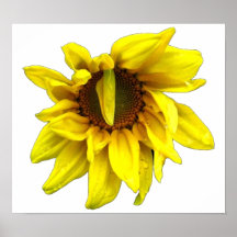 Tournesol Affiches