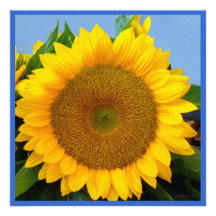 Tournesol bleu lumineux photos d’art