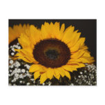 Tournesol