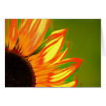 Tournesol Cartes De Vœux