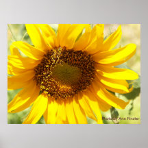 Tournesol de l'Arizona Poster