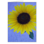 Tournesol ensoleillé sur l'arrière - plan bleu carte de vœux