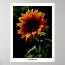 Tournesol (luminescent) poster