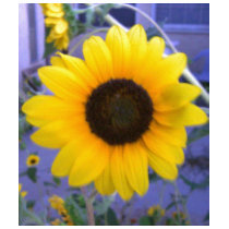 Tournesol lumineux t-shirts