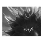 Tournesol noir et blanc épousant la carte postale 