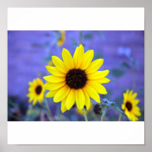 Tournesol Posters