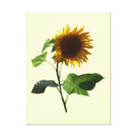 Tournesol regardant vers le bas impressions sur toile