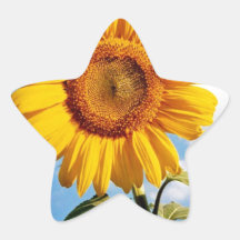Tournesol - Sunflower Four Autocollant En Étoile