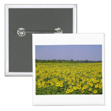 Tournesol - Tournesol Badge