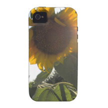 Tournesol vers le bas coques vibe iPhone 4