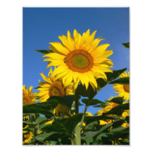 Tournesol vibrant et abeille dans le domaine suiss photo