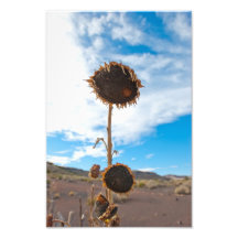 Tournesols Photo D’art
