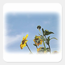 Tournesols sauvages autocollants