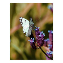 Transformation Carte Postale