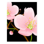 Trio des fleurs de cerisier cartes postales