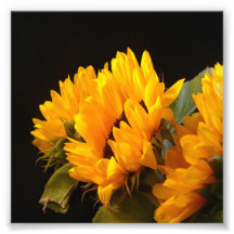 Trio des tournesols photographie d’art