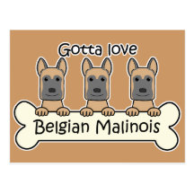 Trois Belge Malinois Carte Postale