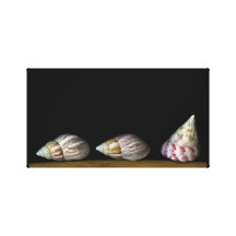 Trois coquilles impression sur toile