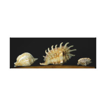 Trois coquilles toiles tendues sur châssis