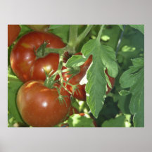 Trois tomates affiches