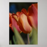 Trois tulipes poster