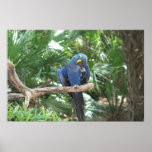 Tropiques bleus affiches
