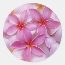Tropische Roze Bloemen Plumeria Sticker