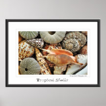 Tropische Shells Afdruk